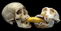 The Last Banana (&copy; Larry Korhnak) 