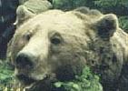 dead Romanian bear