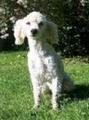 'small white poodle' (from Google images)