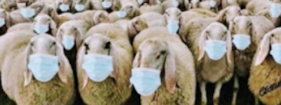 sheeple with masks