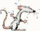 apologetic white rat