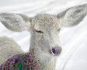 white fawn
