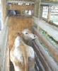 cattle chute