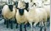sheeple