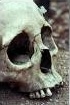 Anasazi skull - 'fast food'?