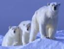 Polar bears, like white americans, endangered